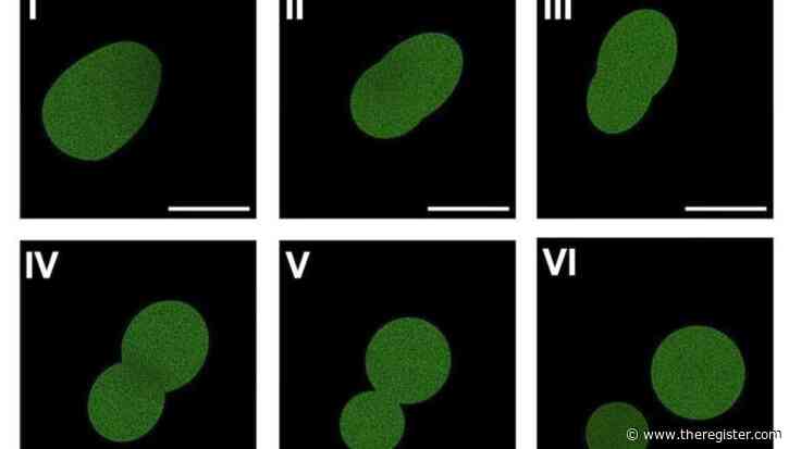 An artificial cell with a full lifecycle has been created for the first time