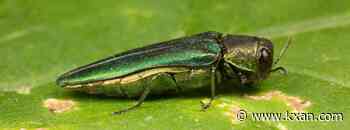 What to know about the Emerald Ash Borer, which may soon reach Central Texas