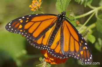 Applications open for Wildlife Habitat Grants