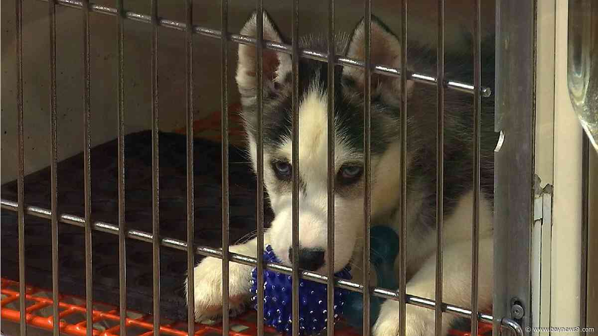 New Florida law expands consumer protections for pet buyers