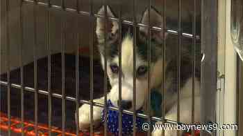 New Florida law expands consumer protections for pet buyers