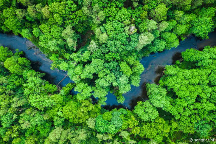 Als één dier uit een ecosysteem verdwijnt, gaat niet alleen de soort verloren: het verlies is veel groter