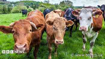 Teenager seriously hurt after car crashes into cows loose on road