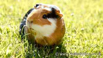 Couple allowed to breed guinea pigs, pigeons and rabbits to eat in Wales