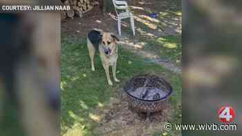 Police: Man who shot dog believed animal was possessed