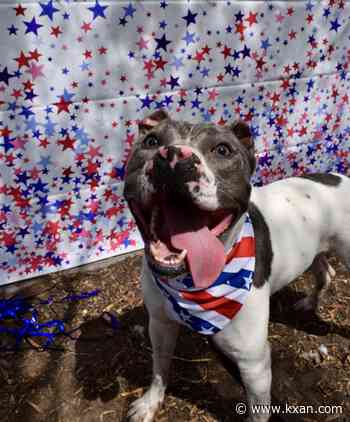 Austin Animal Services Holiday Challenge & Fourth of July pet safety tips