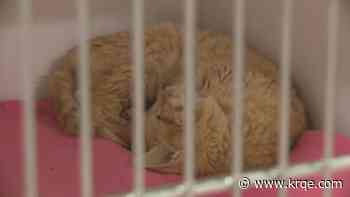 Bernalillo County urges pet owners to protect animals during July 4 fireworks