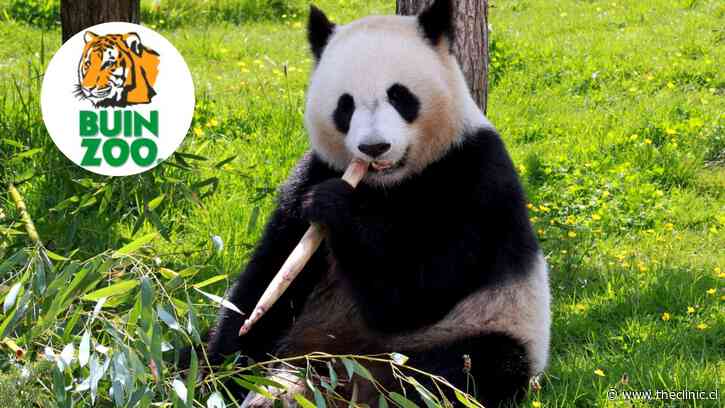 Buinzoo inicia campaña mediante junta de firmas para traer un oso panda gigante a Chile: “Sabemos que el camino puede ser largo”