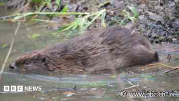 Three beaver kits born in Wyre Forest enclosure