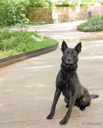 OKPCD K9 springs into action during arrest