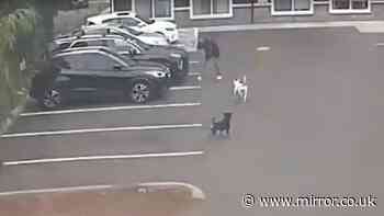 Horrifying moment pregnant woman is viciously mauled by two dogs