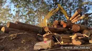 More than 50 state forestry jobs axed as koala national park looms