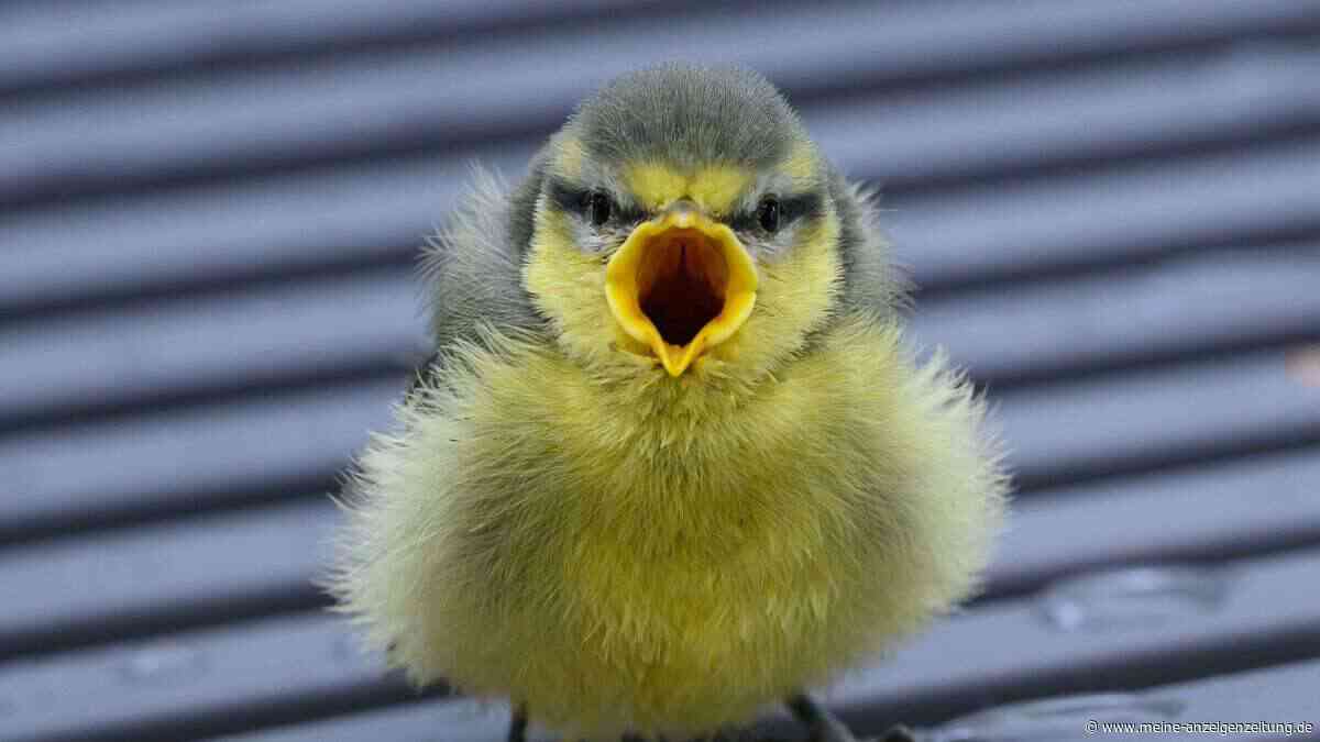 Pflegestationen am Limit – Vogelküken verlassen heiße Nester