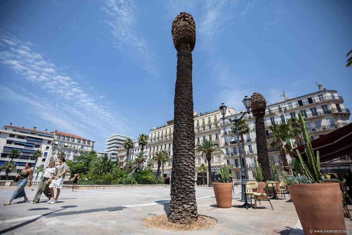 « 12 sur 42 sont infestés » : à Toulon, les palmiers de la place de la Liberté décimés par le charançon rouge