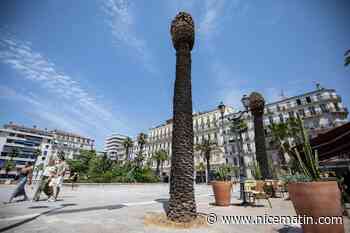 « 12 sur 42 sont infestés » : à Toulon, les palmiers de la place de la Liberté décimés par le charançon rouge