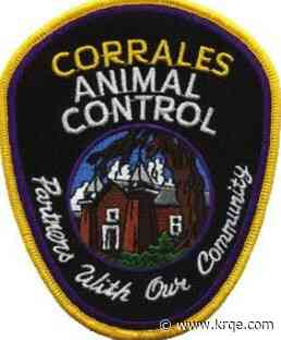 Bat found in Corrales tests positive for rabies