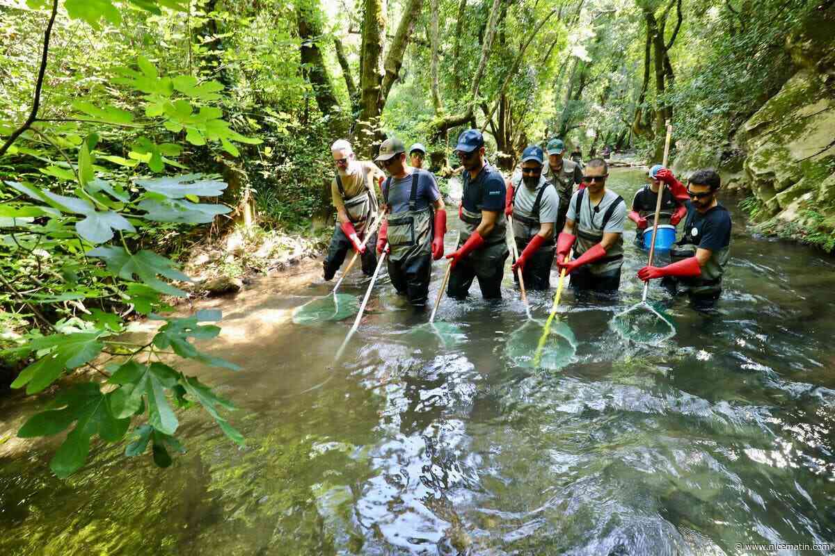« Des températures fraîches, des truites qui résistent. Les cours d’eau tiennent encore » : la Fédération de la pêche du Var mène un inventaire dans les eaux vives du Gapeau