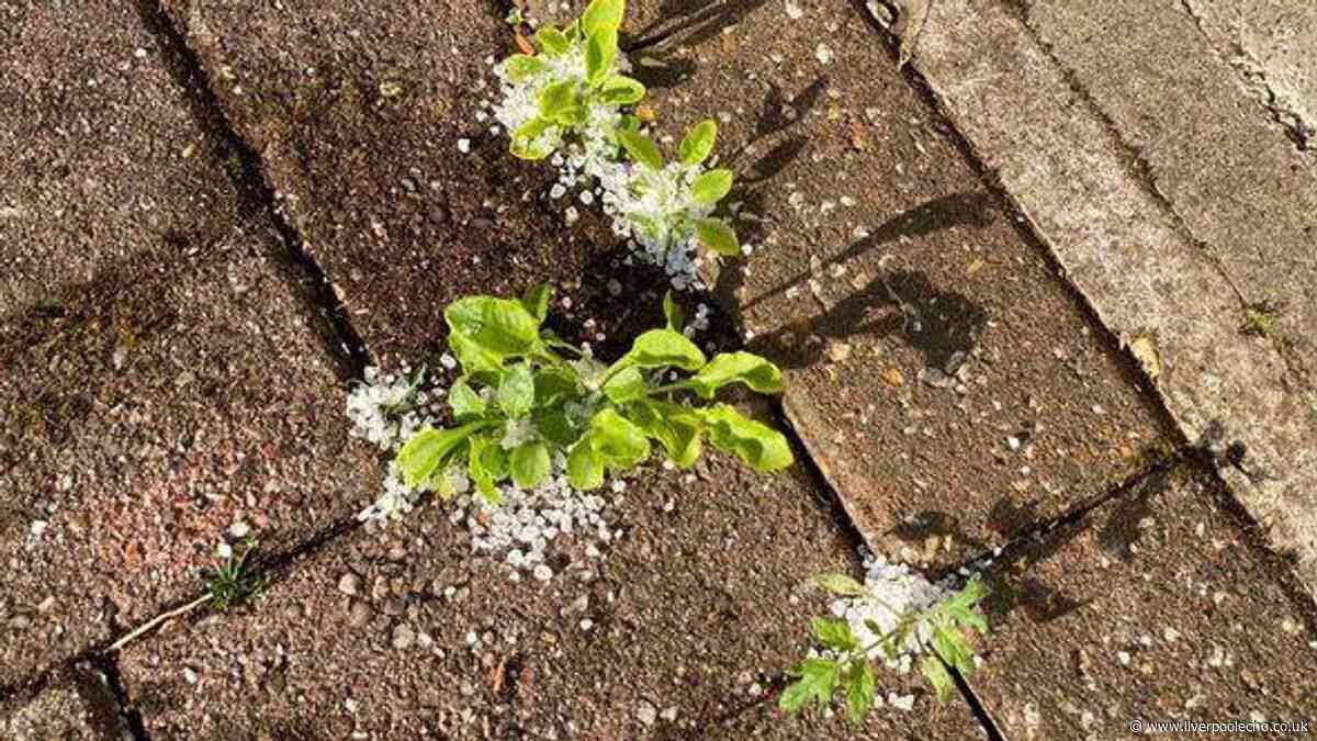 We tested 4 natural patio weed killers — two worked in under 24 hours