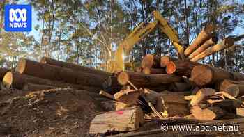 More than 30 state forestry jobs axed as koala national park looms