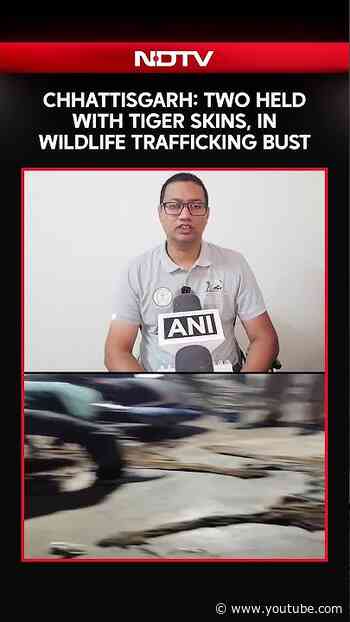 Chhattisgarh: Two Held With Tiger Skins In Wildlife Trafficking Bust