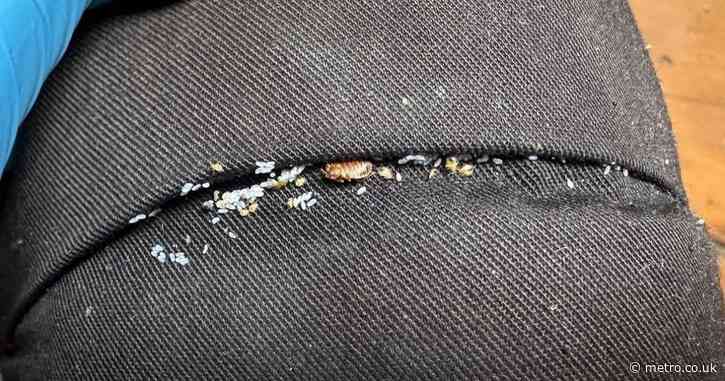 Mutant bed bugs on the rise in UK after building resistance to insecticides