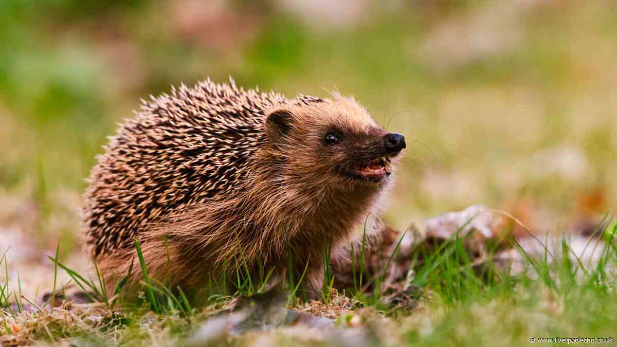 Gardeners urged to ditch common item immediately to protect hedgehogs