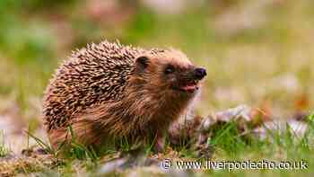 Gardeners urged to ditch common item immediately to protect hedgehogs