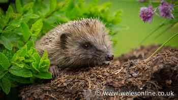 Gardeners must 'never' do specific thing in their garden protect hedgehogs