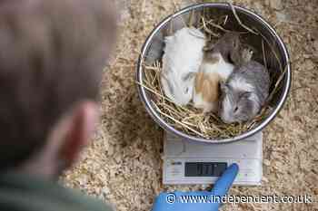 Couple secures council approval for eco-home to breed guinea pigs for food