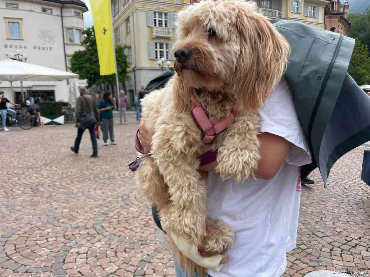Un nuovo studio sui cani: anche in culture lontanissime continuano a guardare l’uomo (e vi dico perché)
