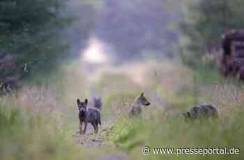 Hessens Wolfsmanagementplan könnte gegen EU-Naturschutzrecht verstoßen