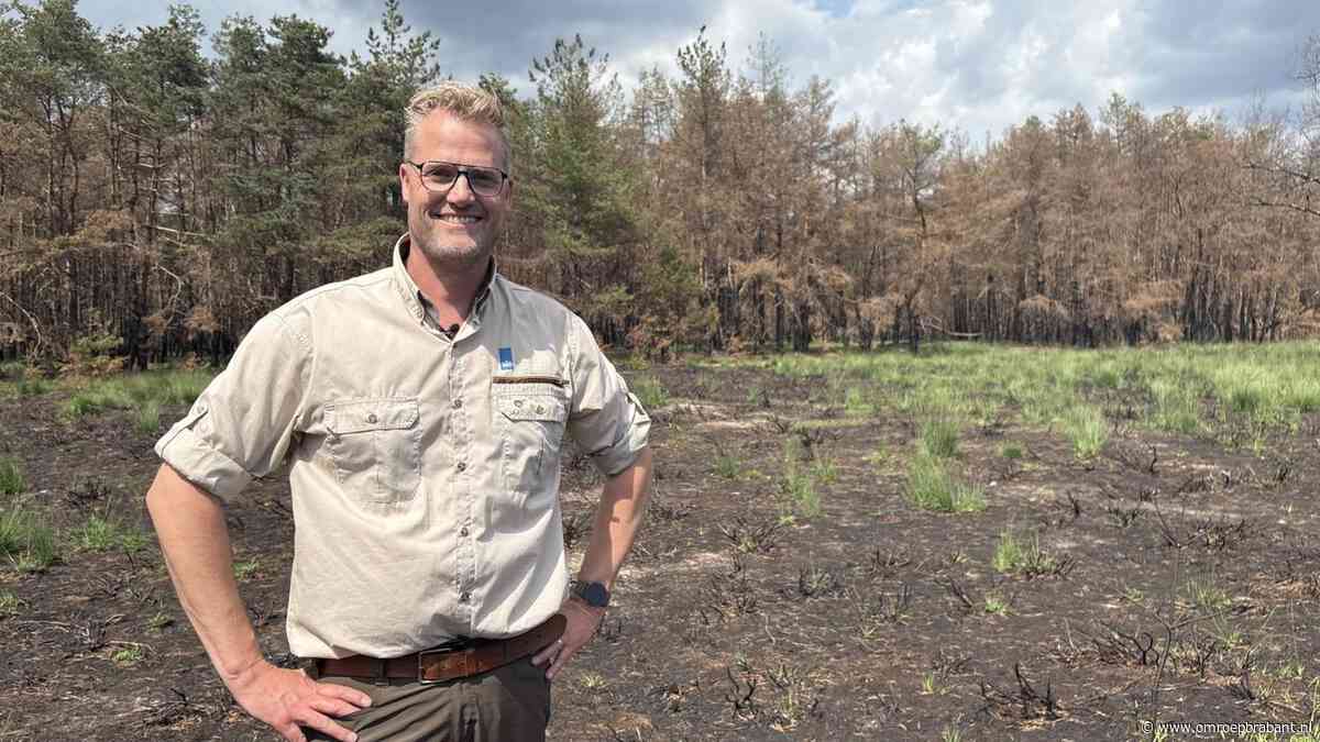 Heide bij Oirschot kleurt weer groen na grote brand