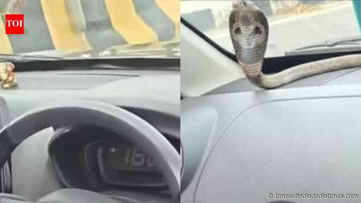 Venomous cobra found inside moving car on Ghaziabad elevated road; Dramatic rescue goes viral