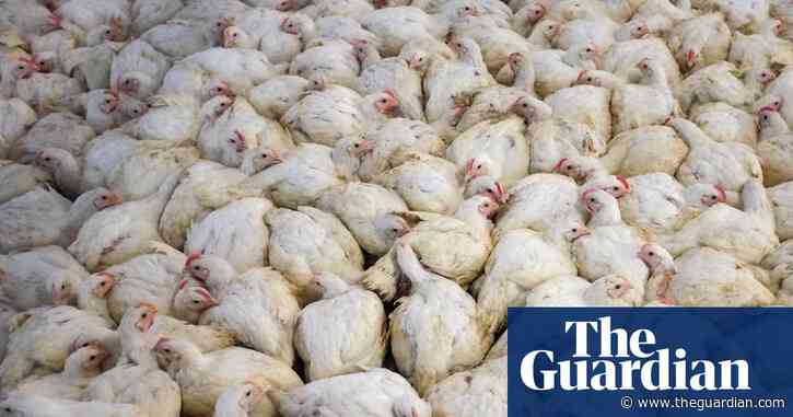 Global boom in livestock farming since 2006 is piling pressure on nature, report finds