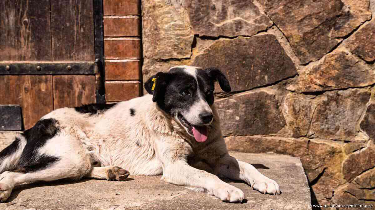 Hunde im Hitzestress – so baust du deinem Vierbeiner eine Kühlhöhle aus Dingen, die du bereits zuhause hast