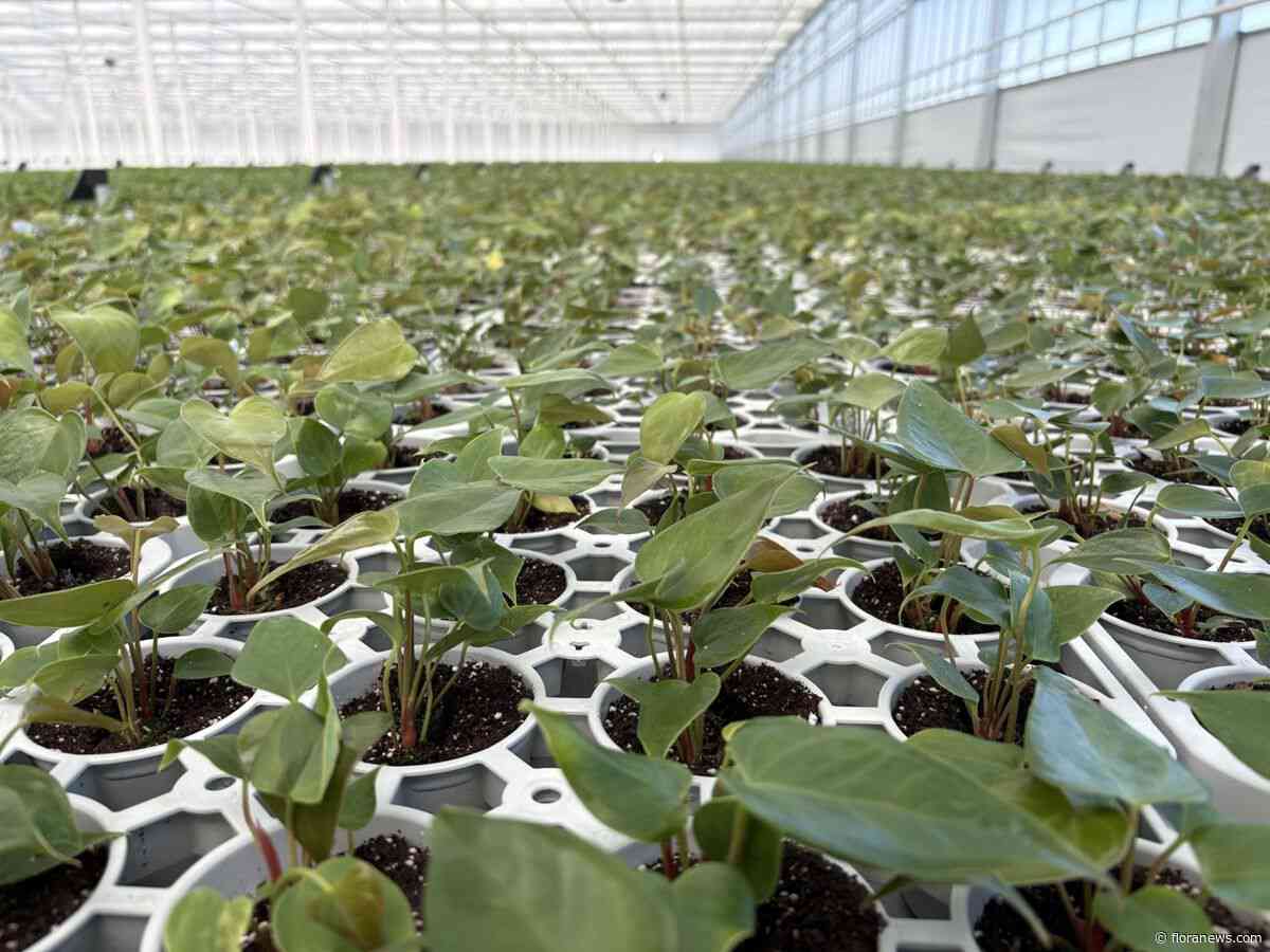 Eerste planten in nieuwe kas van Amazone Plants
