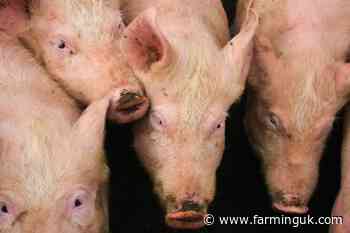 Union escalates NI pig producer concerns to Tesco