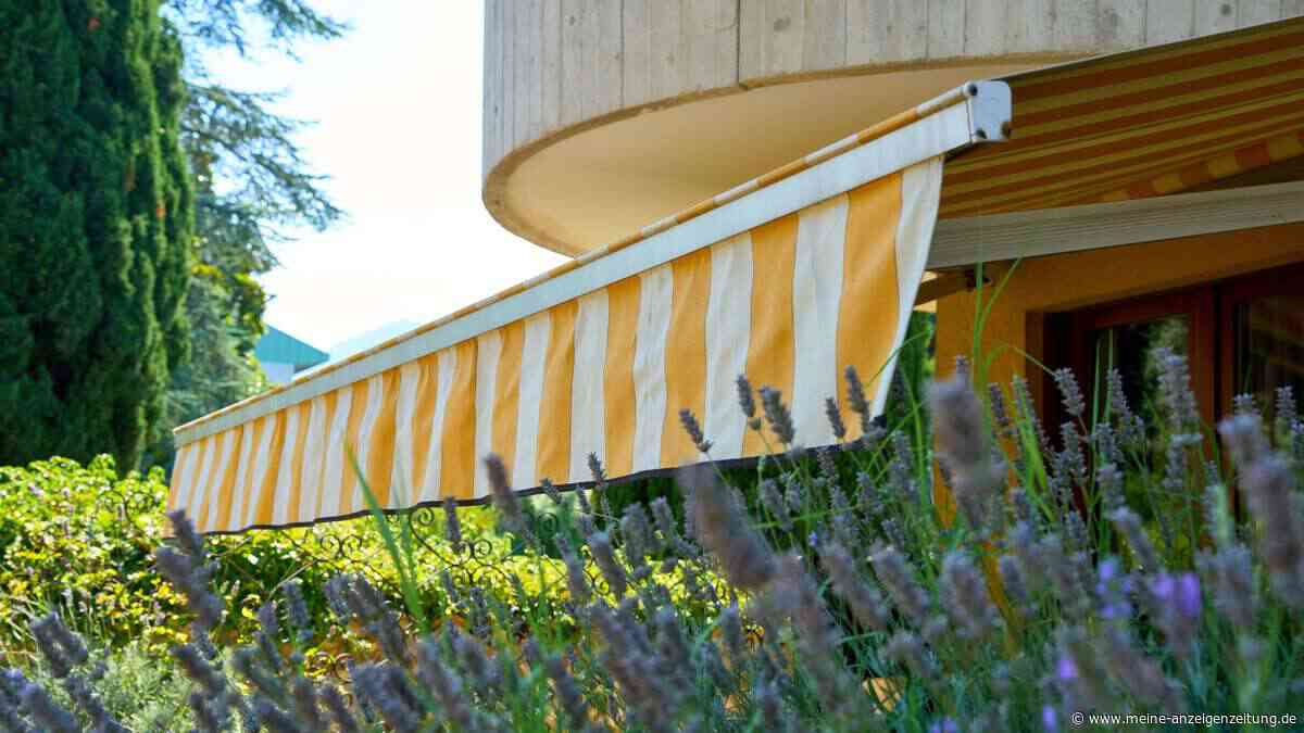 Hitzewelle im Garten: So schützen Sie Ihre Pflanzen vor Sonnenbrand und Trockenstress