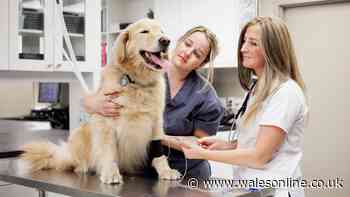 11 vet rule changes including £21 prescription fee cap for dog and cat owners