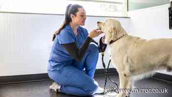 Full list of 11 vet rule changes including £21 price cap for dog and cat owners