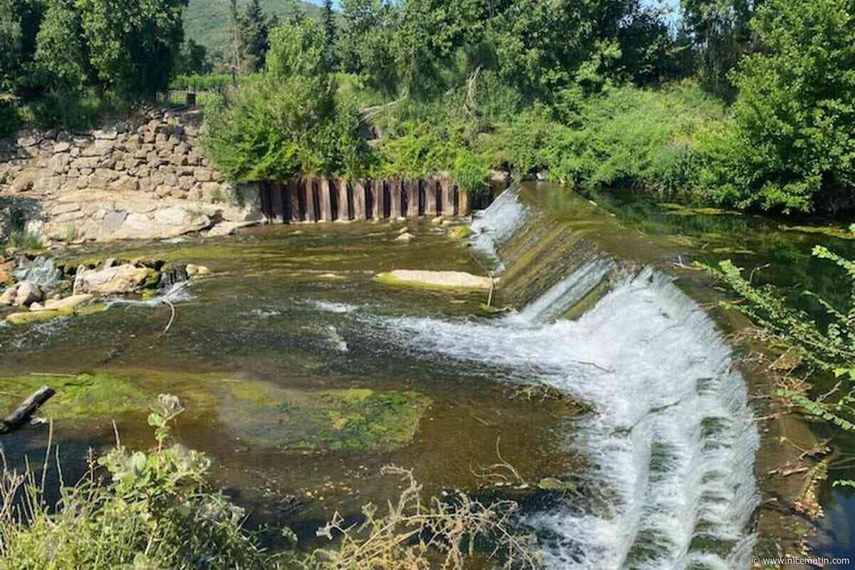 Des aménagements sur le Gapeau à Hyères pour protéger l’anguille menacée d’extinction