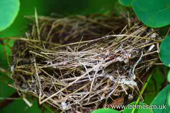 Ukraine War Impact: Birds Build Nests From Discarded Fibre-Optic Drone Cables on Front Line