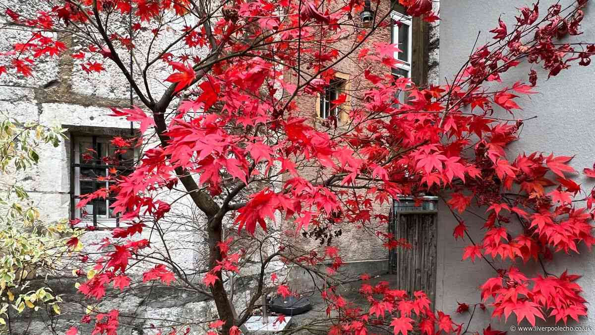 Japanese maple leaves will stay red and won't shed if 1 item is added to soil
