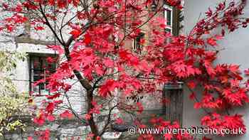 Japanese maple leaves will stay red and won't shed if 1 item is added to soil