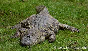 31-Year-Old Woman Dies After Being Attacked by Deadly Alligator in Florida