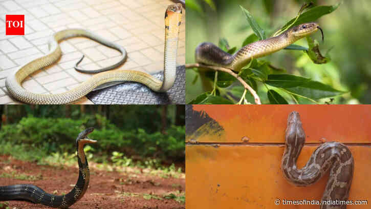 Monsoon is here: 5 safety tips to prevent snakes from entering your home