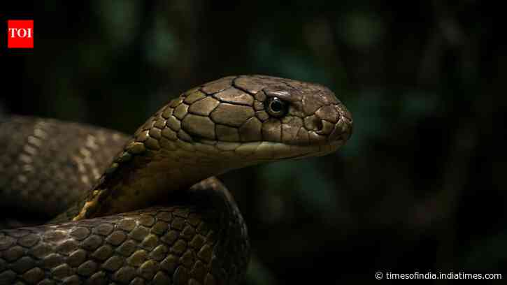 Inside a king cobra nest: How the world’s longest venomous snake builds a home unlike any other