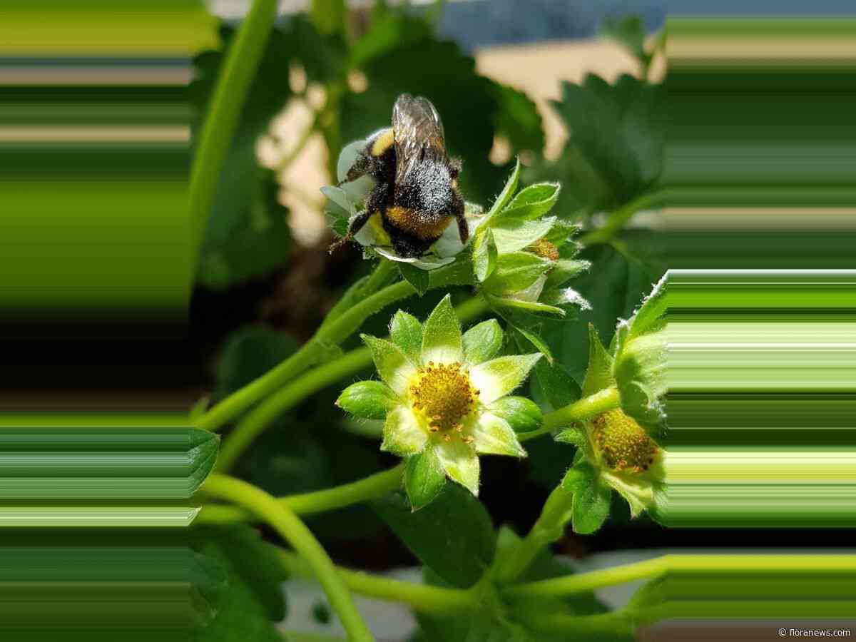 Universiteit Antwerpen onderzoekt melkzuurbacteriën als alternatief voor pesticiden