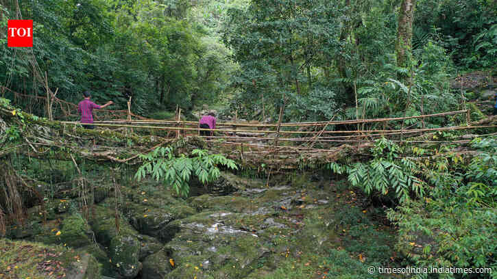 Rooted in partnership: How Meghalaya’s living root bridges are redefining global conservation