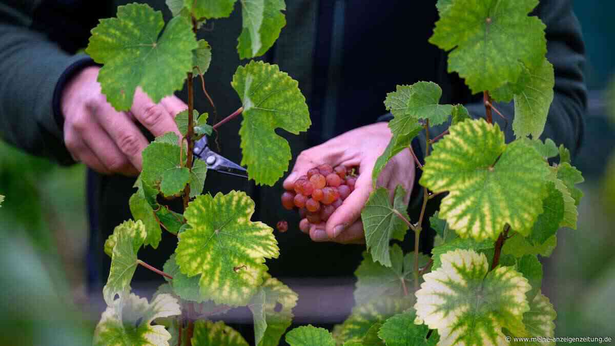Wein-Krise in Deutschland: Insolvenz bei Winzergenossenschaft – Pleite kurz vor Hauptsaison